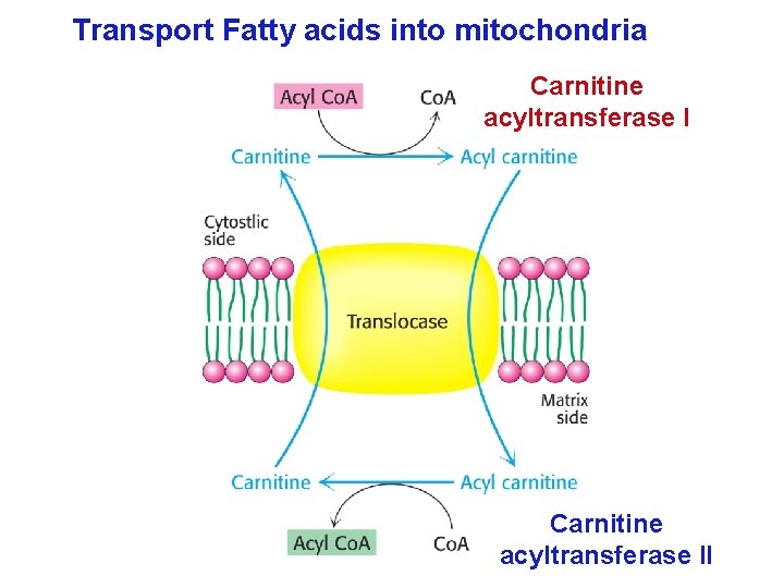 Transport Fatty acids into mitochondria Carnitine acyltransferase II 