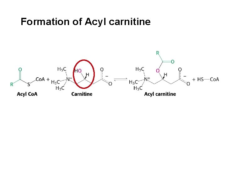 Formation of Acyl carnitine 