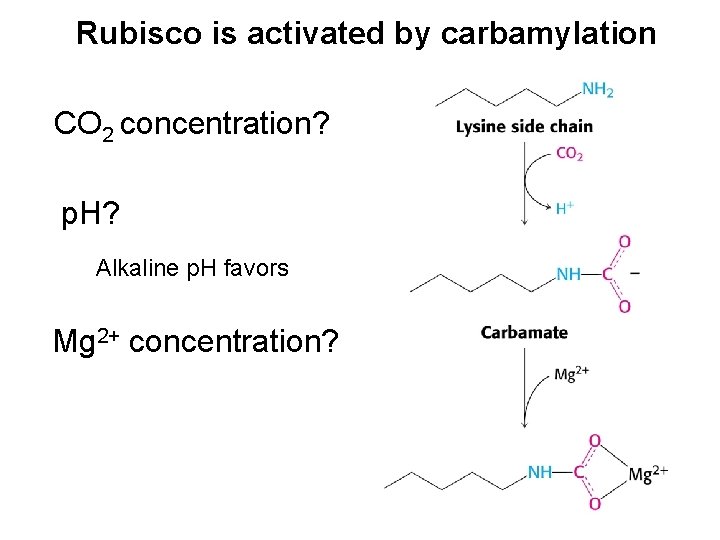 Rubisco is activated by carbamylation CO 2 concentration? p. H? Alkaline p. H favors