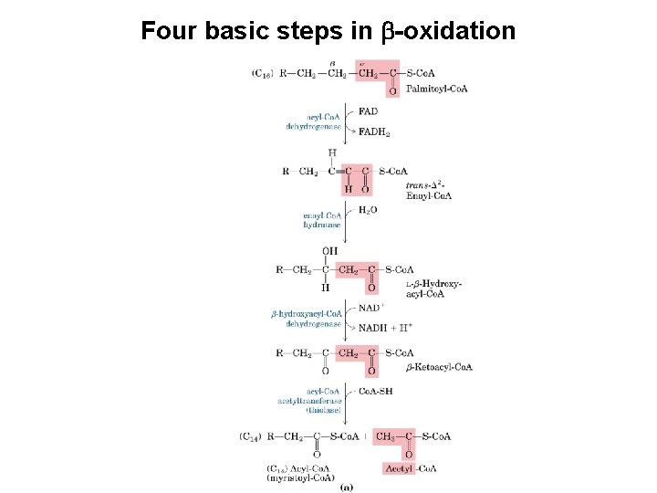 Four basic steps in b-oxidation 