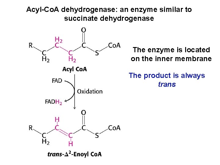 Acyl-Co. A dehydrogenase: an enzyme similar to succinate dehydrogenase The enzyme is located on