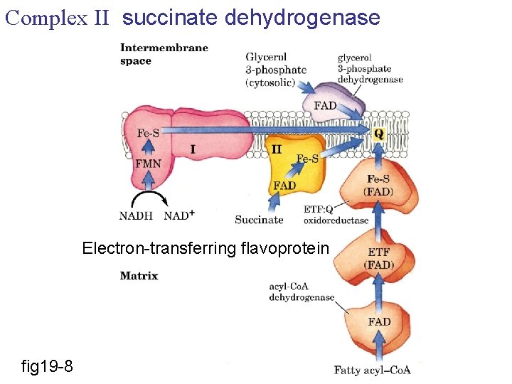 Complex II succinate dehydrogenase Electron-transferring flavoprotein fig 19 -8 