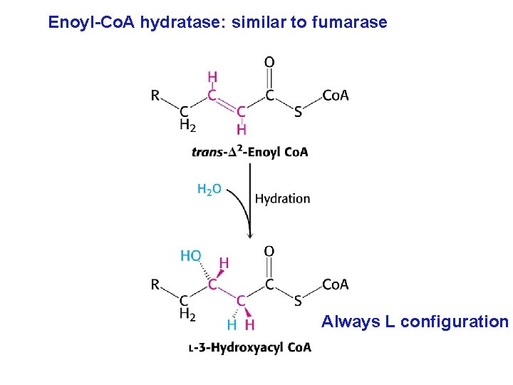 Enoyl-Co. A hydratase: similar to fumarase Always L configuration 