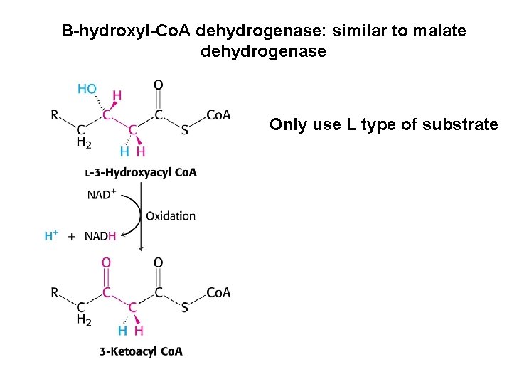 B-hydroxyl-Co. A dehydrogenase: similar to malate dehydrogenase Only use L type of substrate 