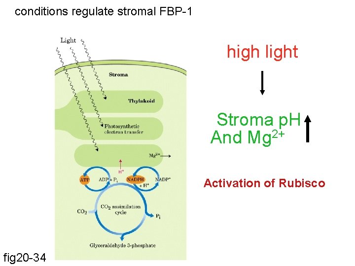 conditions regulate stromal FBP-1 high light Stroma p. H And Mg 2+ Activation of