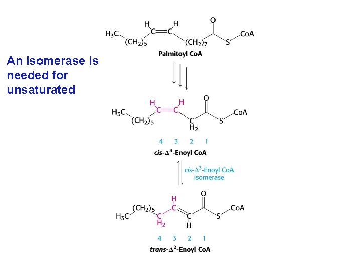An isomerase is needed for unsaturated 