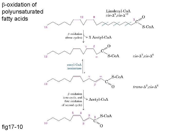 b-oxidation of polyunsaturated fatty acids fig 17 -10 