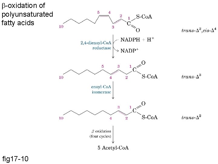 b-oxidation of polyunsaturated fatty acids fig 17 -10 