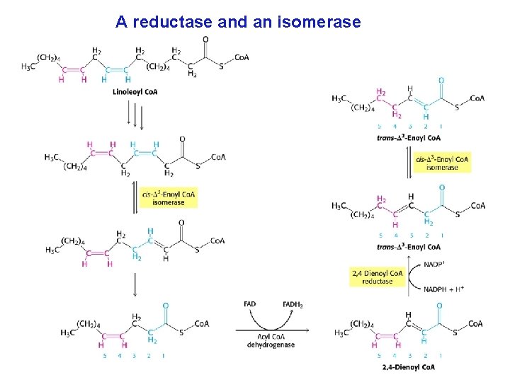 A reductase and an isomerase 