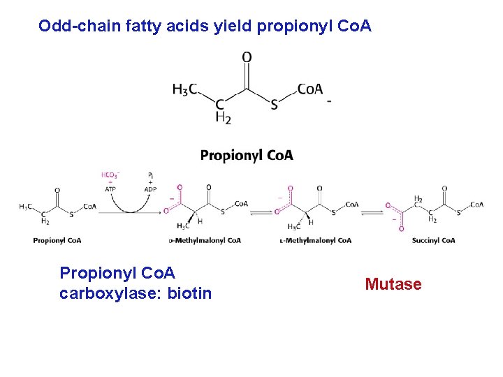 Odd-chain fatty acids yield propionyl Co. A Propionyl Co. A carboxylase: biotin Mutase 