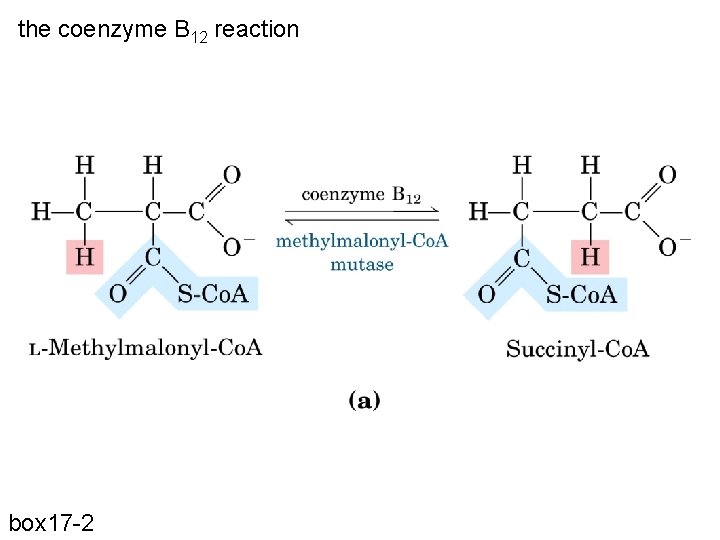 the coenzyme B 12 reaction box 17 -2 