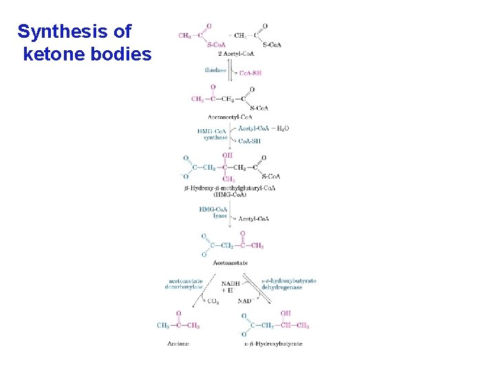 Synthesis of ketone bodies 