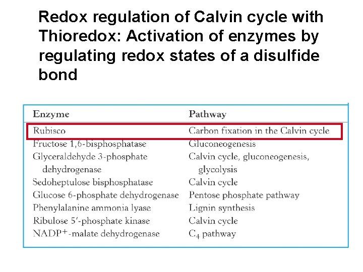 Redox regulation of Calvin cycle with Thioredox: Activation of enzymes by regulating redox states