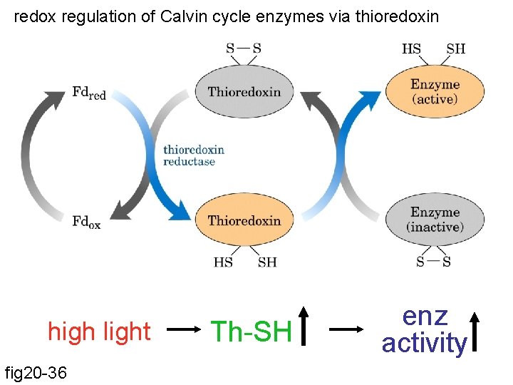 redox regulation of Calvin cycle enzymes via thioredoxin high light fig 20 -36 Th-SH