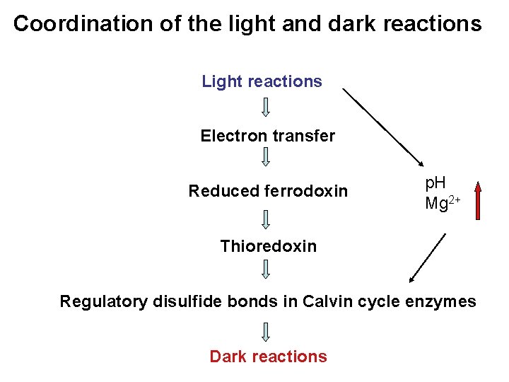 Coordination of the light and dark reactions Light reactions Electron transfer Reduced ferrodoxin p.