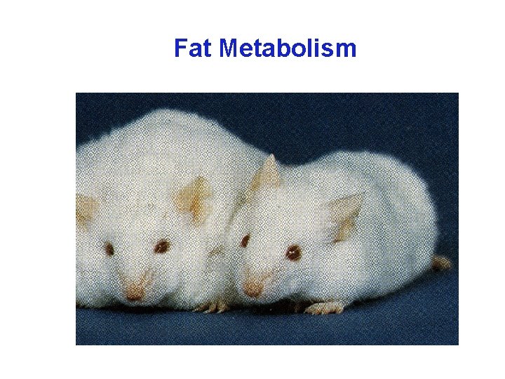 Fat Metabolism 