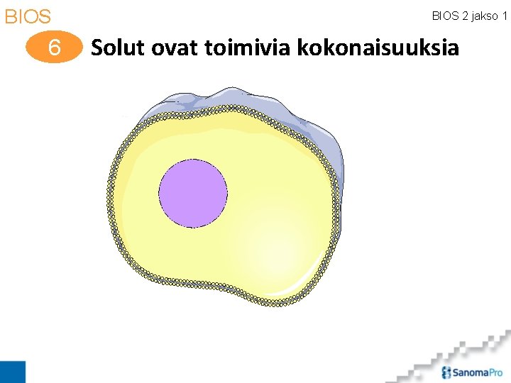 BIOS 6 BIOS 2 jakso 1 Solut ovat toimivia kokonaisuuksia 