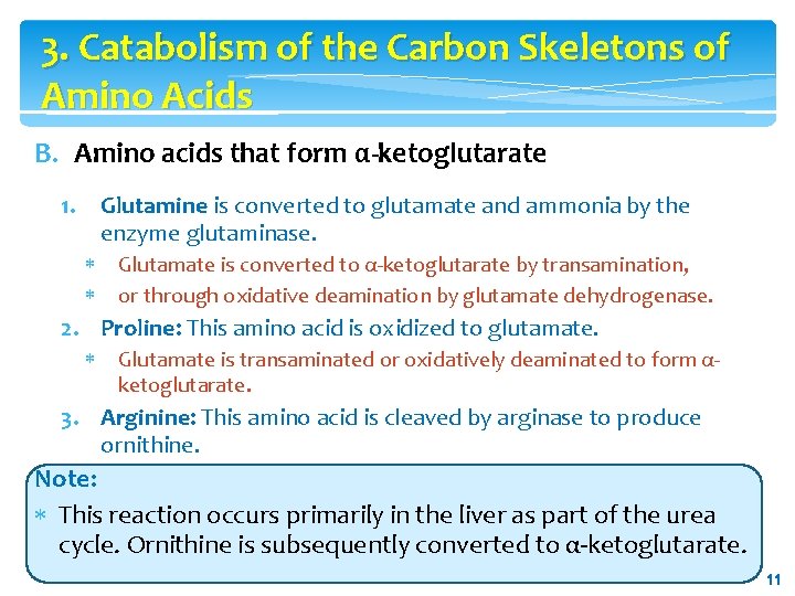 3. Catabolism of the Carbon Skeletons of Amino Acids B. Amino acids that form