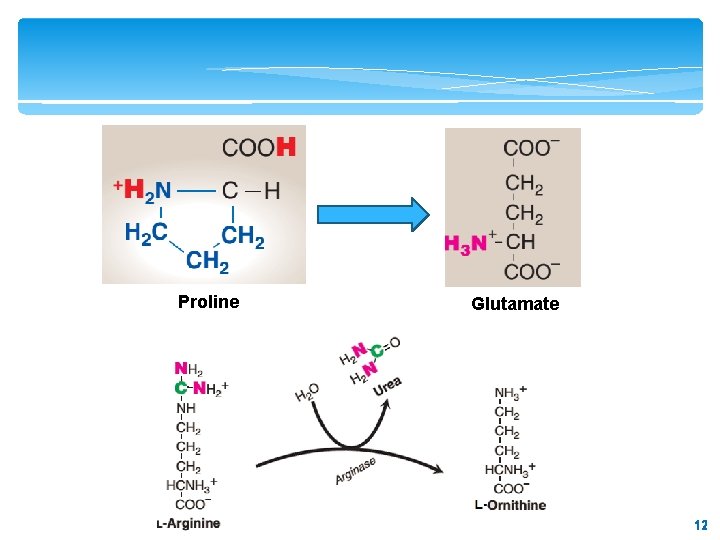 Proline Glutamate 12 12 