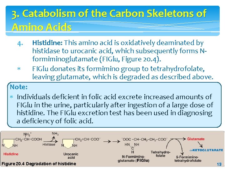 3. Catabolism of the Carbon Skeletons of Amino Acids 4. Histidine: This amino acid