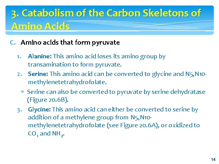 3. Catabolism of the Carbon Skeletons of Amino Acids C. Amino acids that form