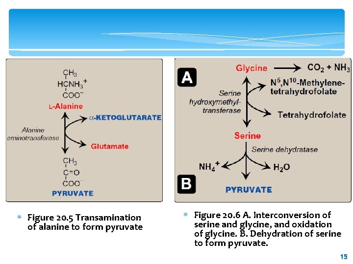  Figure 20. 5 Transamination of alanine to form pyruvate Figure 20. 6 A.