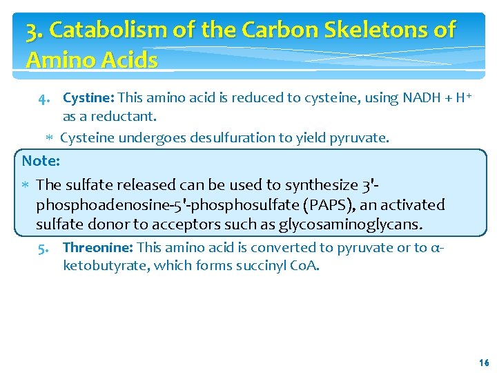 3. Catabolism of the Carbon Skeletons of Amino Acids 4. Cystine: This amino acid