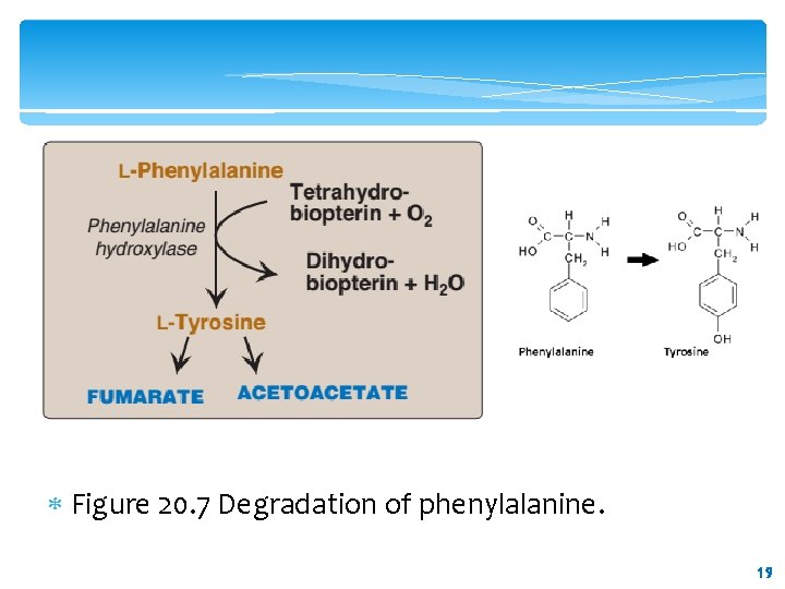  Figure 20. 7 Degradation of phenylalanine. 19 19 