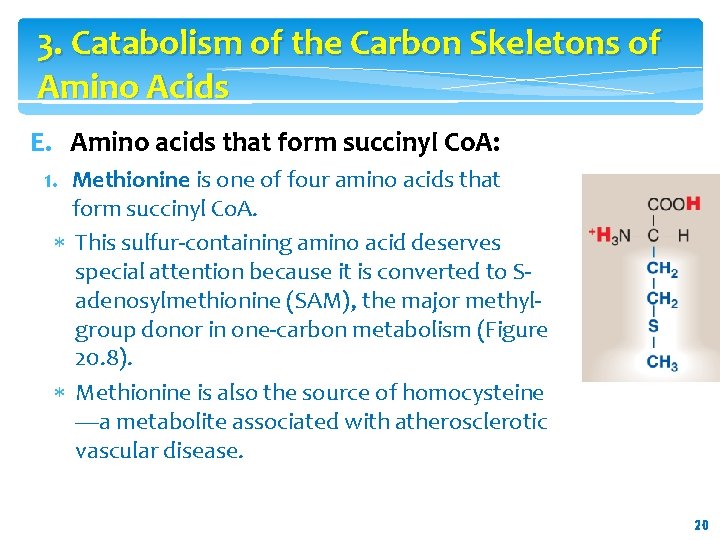 3. Catabolism of the Carbon Skeletons of Amino Acids E. Amino acids that form