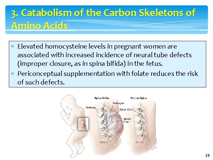 3. Catabolism of the Carbon Skeletons of Amino Acids Elevated homocysteine levels in pregnant