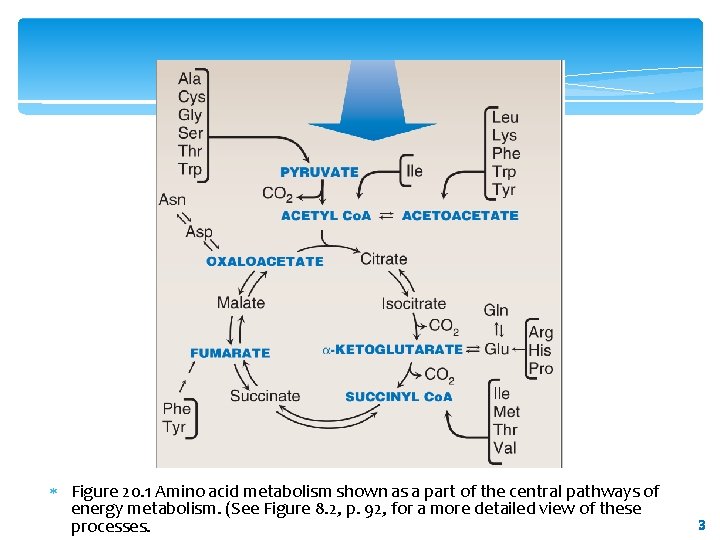  Figure 20. 1 Amino acid metabolism shown as a part of the central