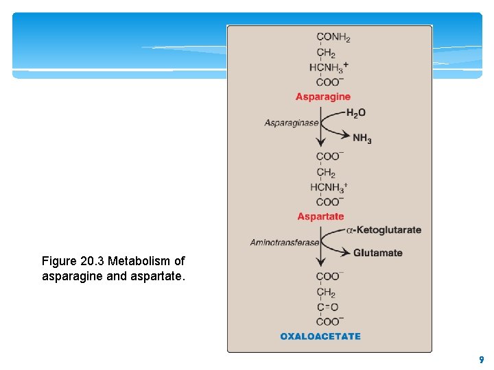 Figure 20. 3 Metabolism of asparagine and aspartate. 9 9 