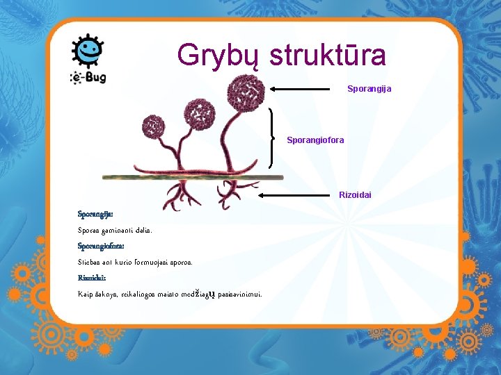 Grybų struktūra Sporangija Sporangiofora Rizoidai Sporangija: Sporas gaminanti dalis. Sporangiofora: Stiebas ant kurio formuojasi Grybų struktūra Sporangija Sporangiofora Rizoidai Sporangija: Sporas gaminanti dalis. Sporangiofora: Stiebas ant kurio formuojasi