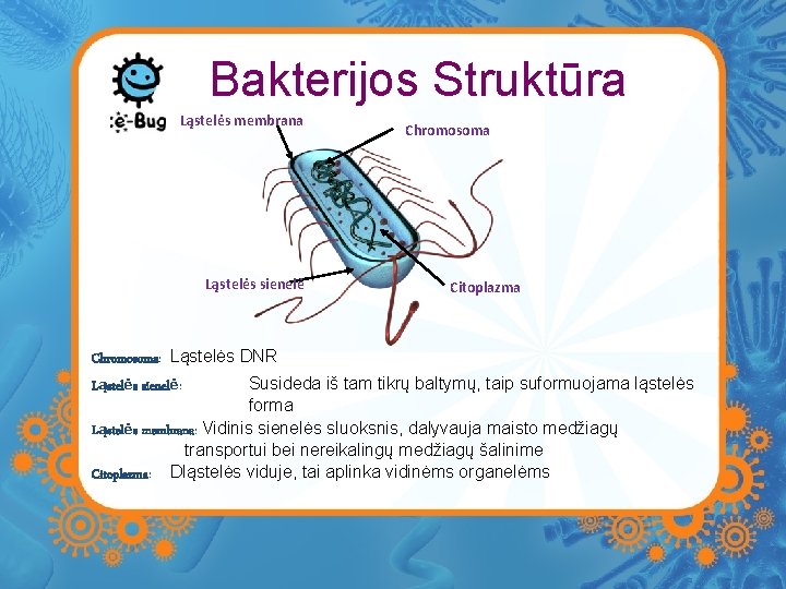 Bakterijos Struktūra Ląstelės membrana Ląstelės sienelė Chromosoma Citoplazma Chromosoma: Ląstelės DNR Susideda iš tam