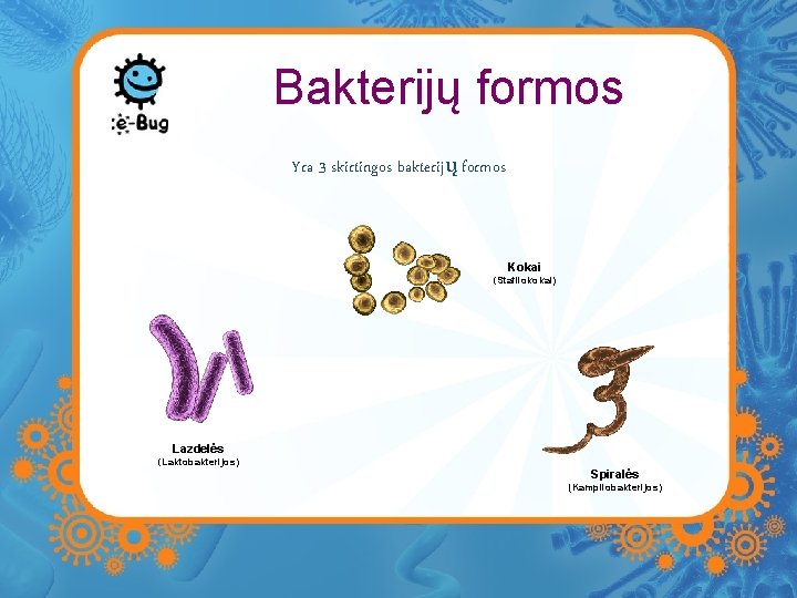 Bakterijų formos Yra 3 skirtingos bakterijų formos Kokai (Stafilokokai) Lazdelės (Laktobakterijos) Spiralės (Kampilobakterijos) Bakterijų formos Yra 3 skirtingos bakterijų formos Kokai (Stafilokokai) Lazdelės (Laktobakterijos) Spiralės (Kampilobakterijos)