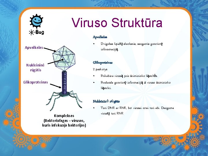 Viruso Struktūra Apvalkalas Nukleininė rūgštis Glikoproteinas Kompleksas (Bakteriofagas – virusas, kuris infekuoja bakterijas) Apvalkalas