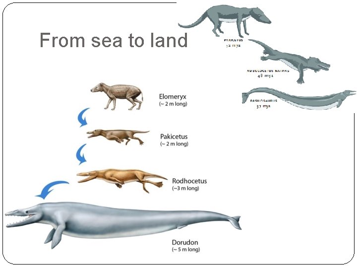 From sea to land From sea to land