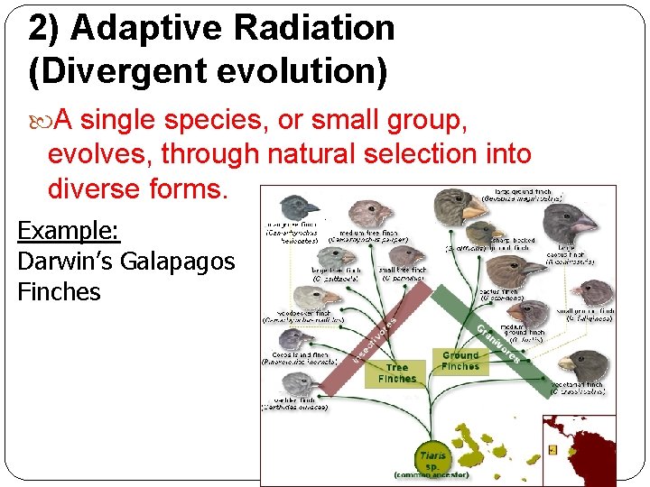 2) Adaptive Radiation (Divergent evolution) A single species, or small group, evolves, through natural 2) Adaptive Radiation (Divergent evolution) A single species, or small group, evolves, through natural