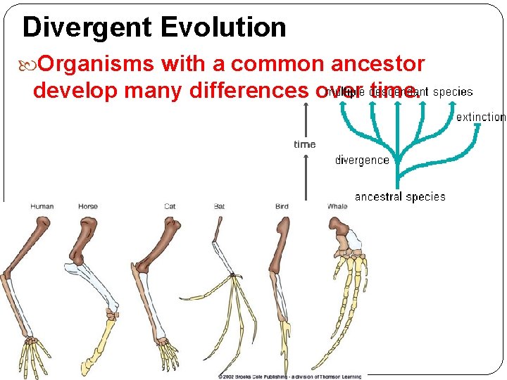 Divergent Evolution Organisms with a common ancestor develop many differences over time. Divergent Evolution Organisms with a common ancestor develop many differences over time.