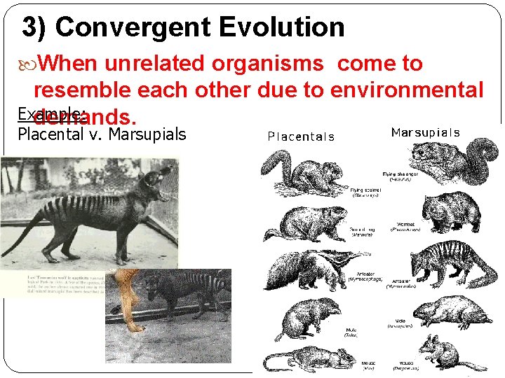 3) Convergent Evolution When unrelated organisms come to resemble each other due to environmental 3) Convergent Evolution When unrelated organisms come to resemble each other due to environmental