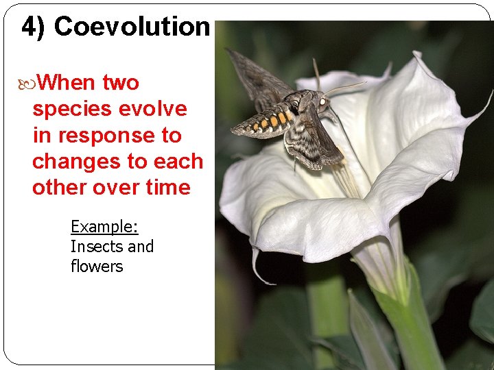 4) Coevolution When two species evolve in response to changes to each other over 4) Coevolution When two species evolve in response to changes to each other over
