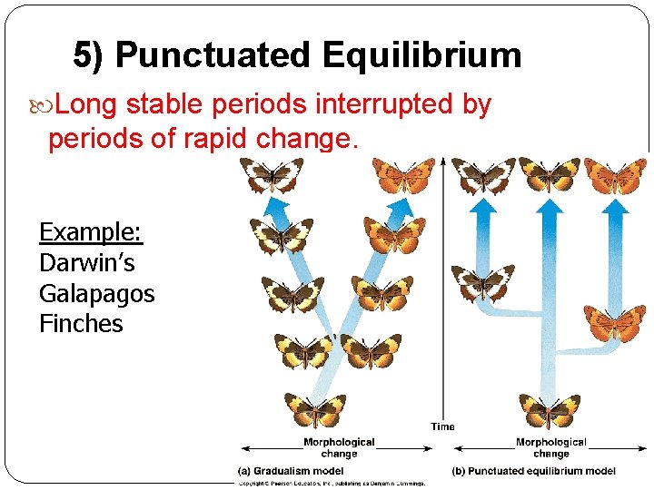 5) Punctuated Equilibrium Long stable periods interrupted by periods of rapid change. Example: Darwin’s 5) Punctuated Equilibrium Long stable periods interrupted by periods of rapid change. Example: Darwin’s