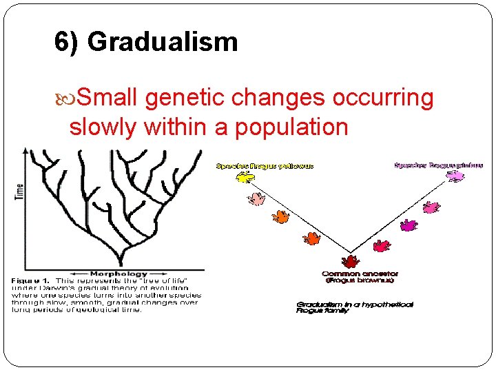 6) Gradualism Small genetic changes occurring slowly within a population 6) Gradualism Small genetic changes occurring slowly within a population