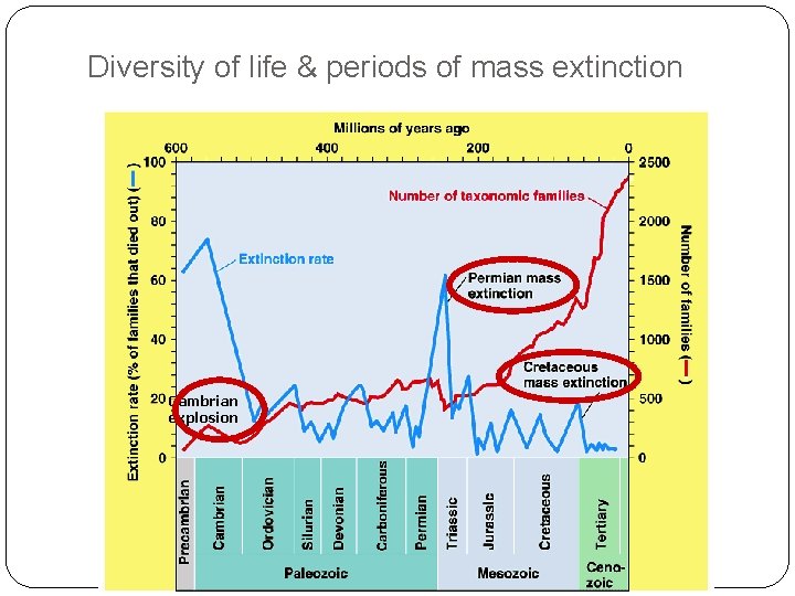 Diversity of life & periods of mass extinction Cambrian explosion Diversity of life & periods of mass extinction Cambrian explosion