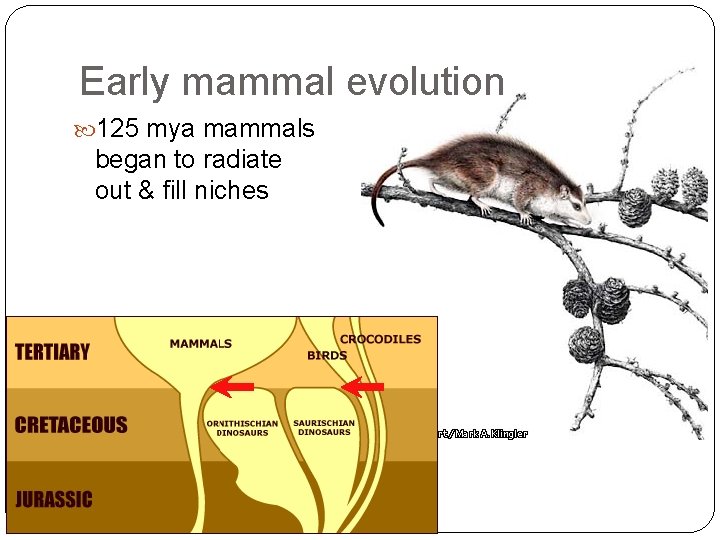 Early mammal evolution 125 mya mammals began to radiate out & fill niches Early mammal evolution 125 mya mammals began to radiate out & fill niches
