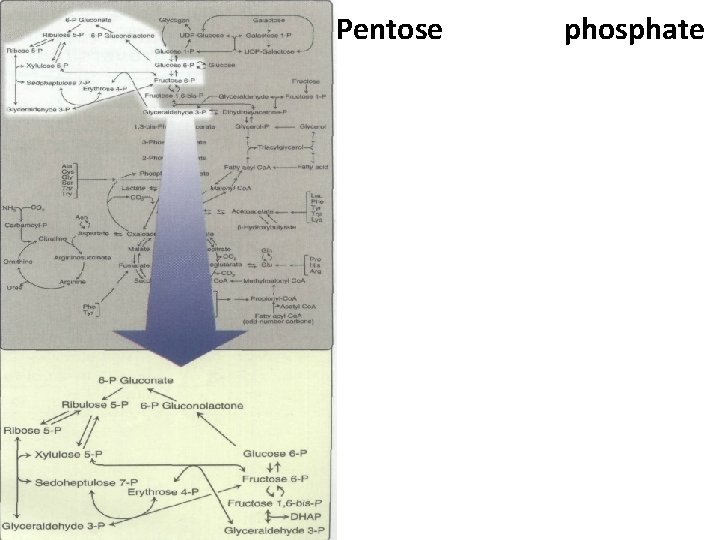 Pentose phosphate 