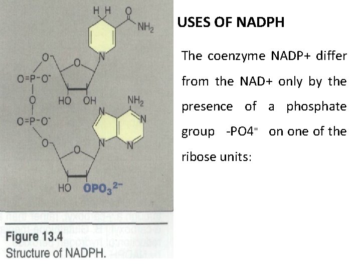 USES OF NADPH The coenzyme NADP+ differ from the NAD+ only by the presence