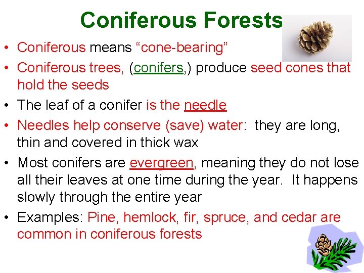 Coniferous Forests • Coniferous means “cone-bearing” • Coniferous trees, (conifers, ) produce seed cones