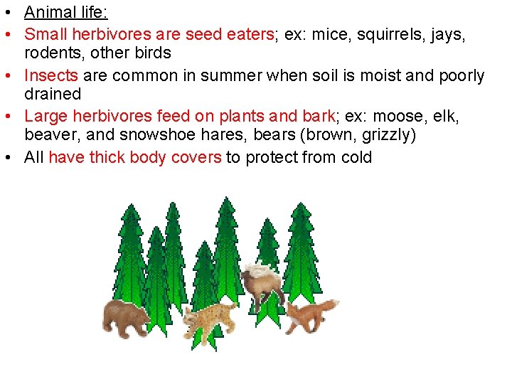  • Animal life: • Small herbivores are seed eaters; ex: mice, squirrels, jays,