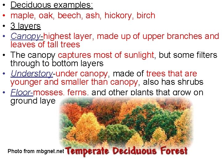  • • Deciduous examples: maple, oak, beech, ash, hickory, birch 3 layers Canopy-highest